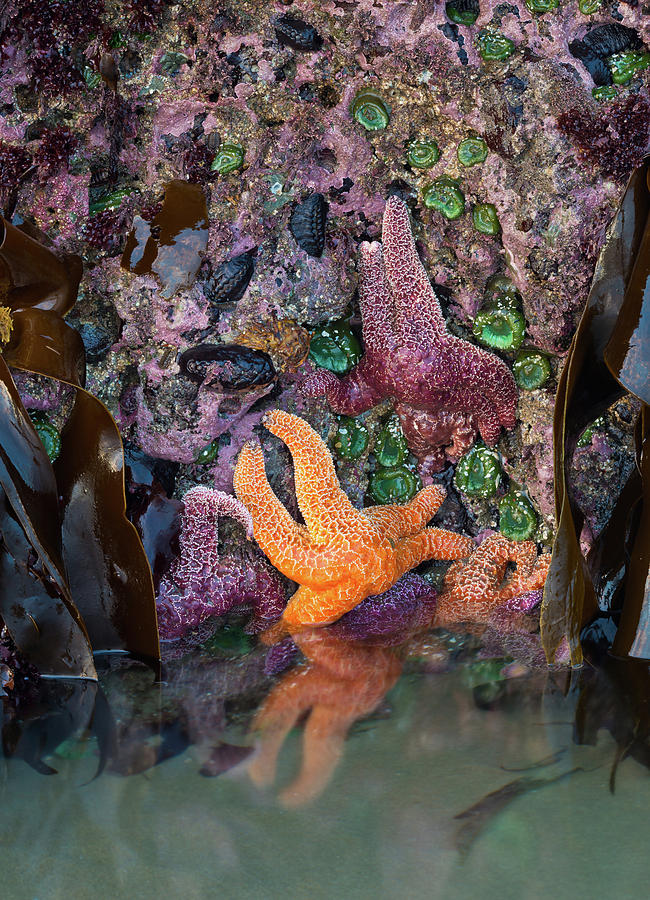 Tide Pool In Oregon Photograph by Michael Lustbader