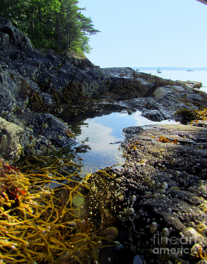 Tide Pool Reflections Photograph by Elizabeth Dow