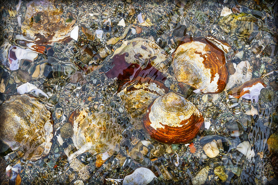 Tide Pool Treasures Photograph by Ronda Broatch