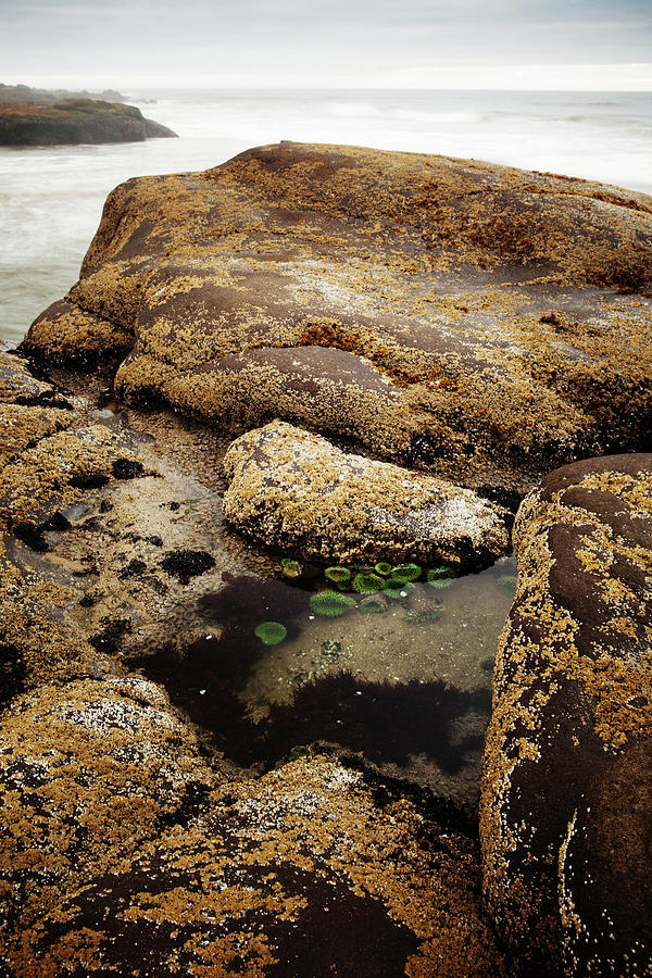 Tide Pools Photograph by Andipantz