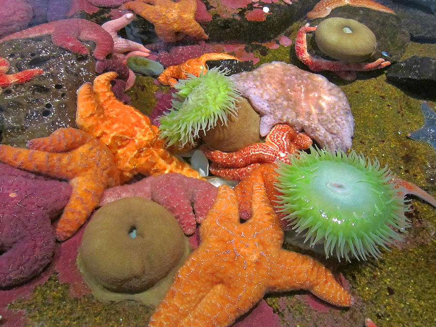 Tidepool, Newport Aquarium, Oregon Photograph by George Ybarra - Pixels