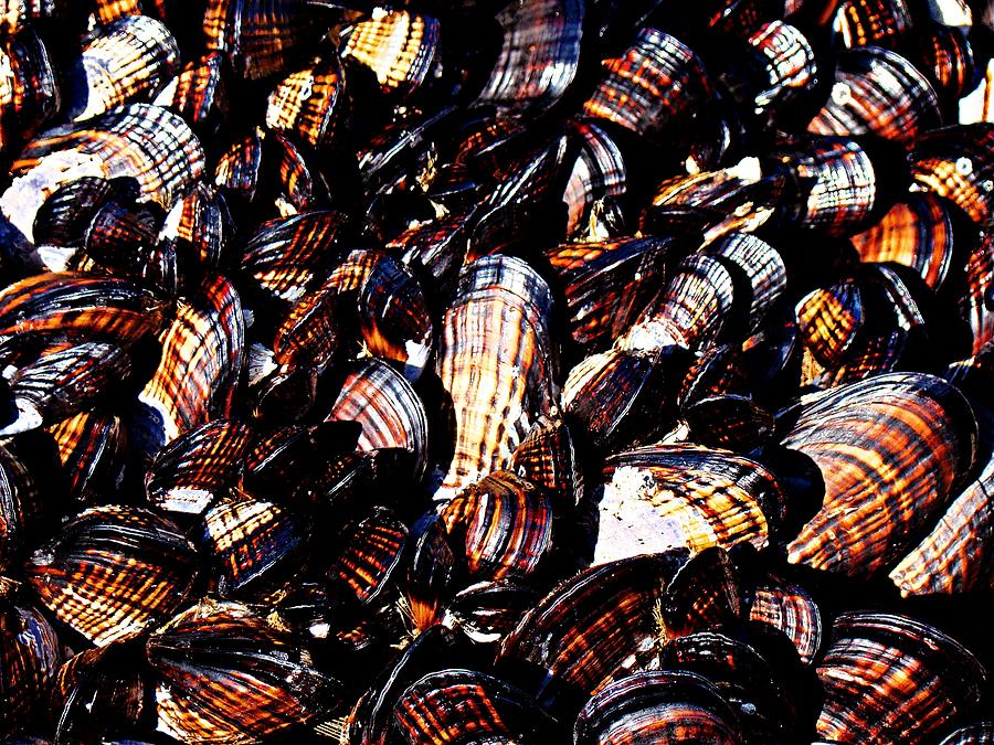 Tidewater Mussels Photograph by Nick Kloepping