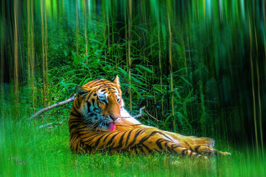 Tidy Tiger Strips Photograph by Glenn Feron
