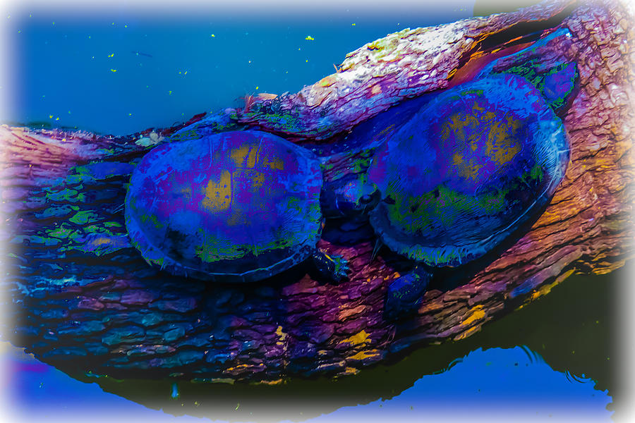 Nature Digital Art - Tie Die Turtles by Renee Barnes