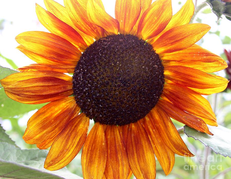 tie-dye-sunflower-photograph-by-laura-paine-fine-art-america