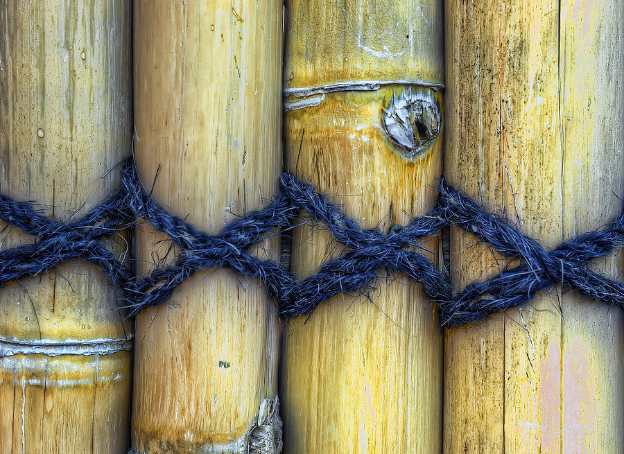 Bamboo Photograph - Tied Up by Wayne Sherriff