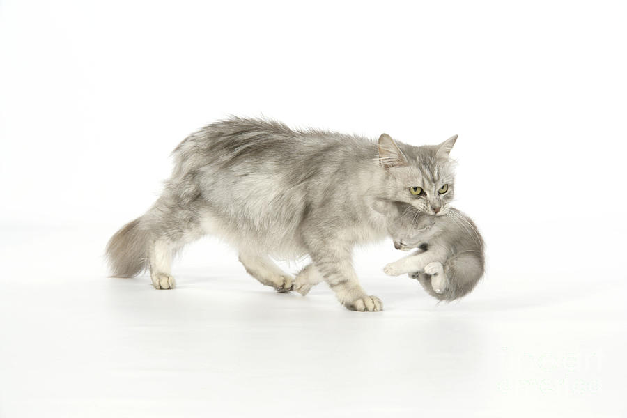 Tiffanie Cat And Kitten Photograph by John Daniels