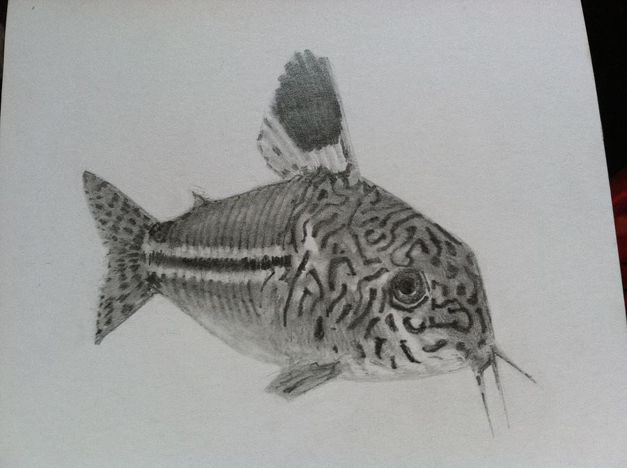 How To Draw A Cory Catfish Howto Techno