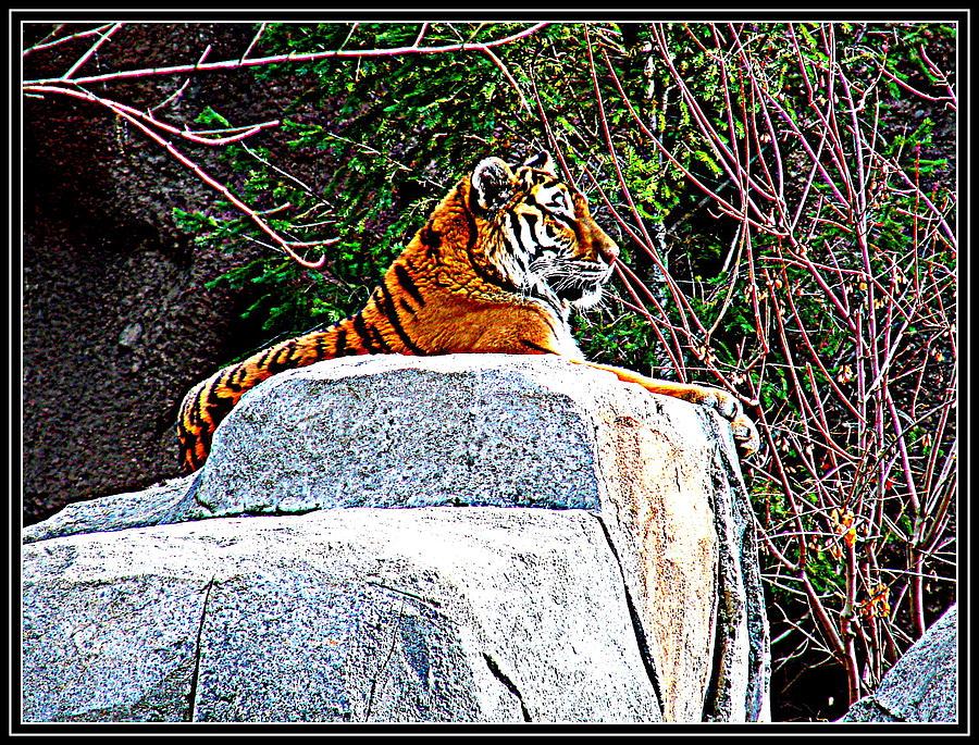 Tiger-1 Photograph by Anand Swaroop Manchiraju