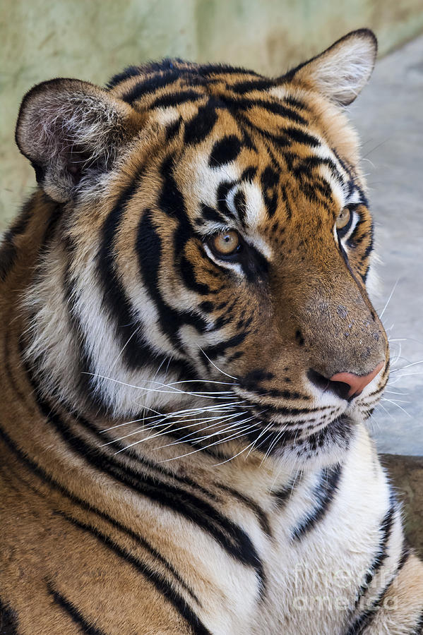 Tiger Photograph - Tiger 1 by David Lane