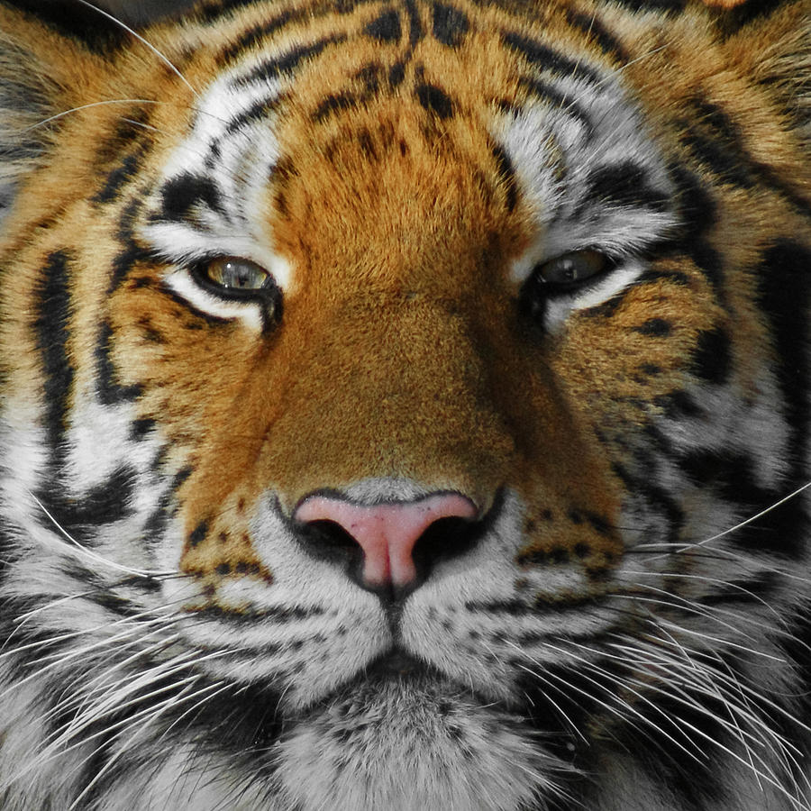 Tiger 1 Photograph by Ernest Echols