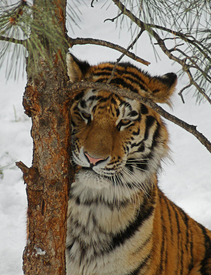Tiger 2 Photograph by Ernest Echols