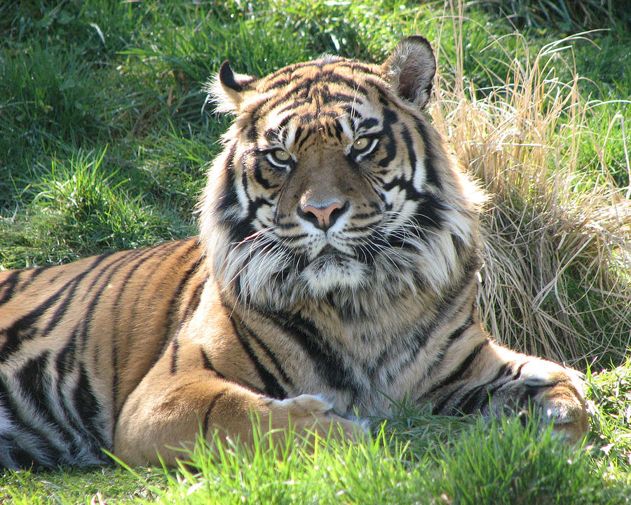Tiger 2 Photograph by Helaine Cummins