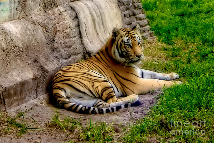 Tiger 2 Photograph by Olga Hamilton