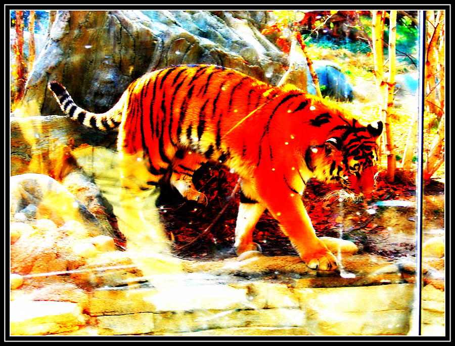 Tiger-4 Photograph by Anand Swaroop Manchiraju