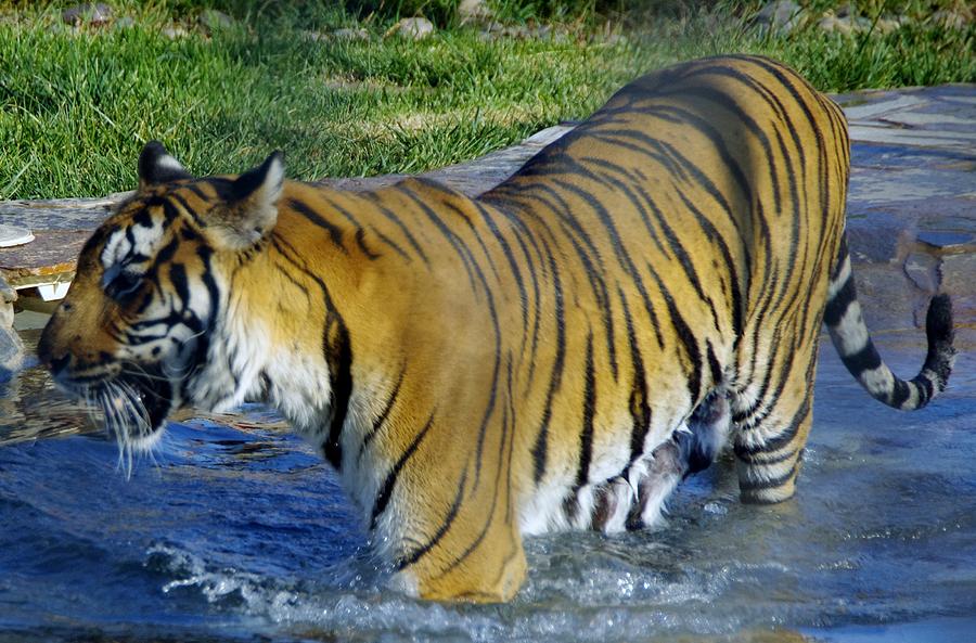 Tiger 4 Photograph by Phyllis Spoor