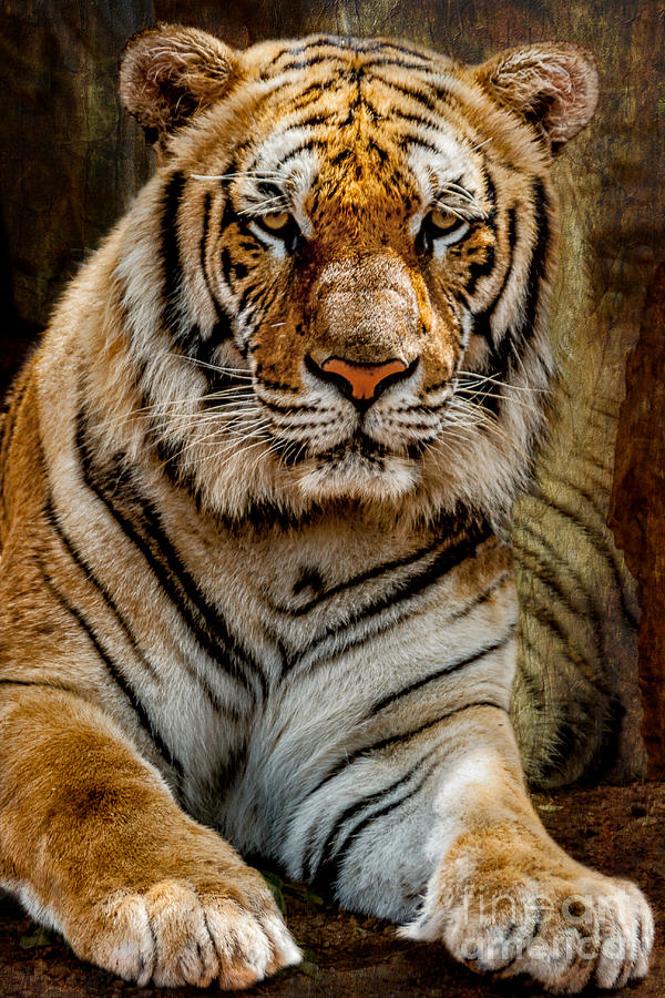 Tiger Photograph by Adrian Evans