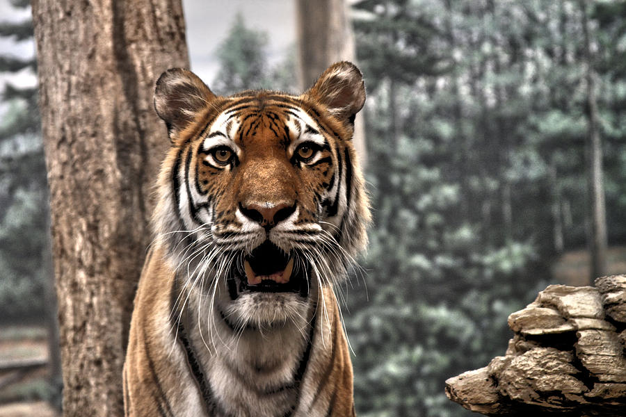 Jungle Photograph - Tiger by Airestudios Photography