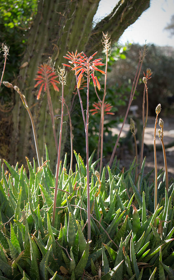Tiger Aloe Blooms Photograph by Aaron Burrows