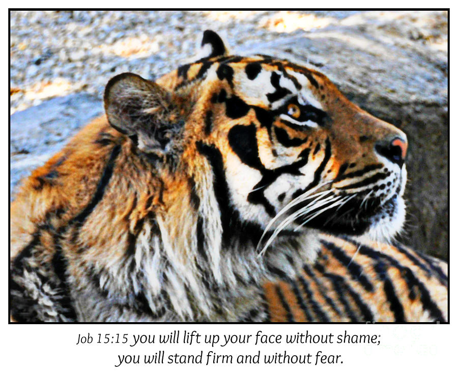 Tiger and No Fear Scripture Photograph by Mindy Bench