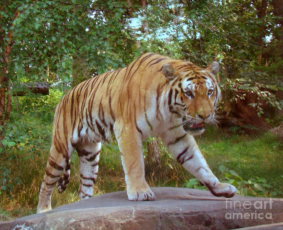 Jungle Digital Art - Tiger  by Anthony Morretta