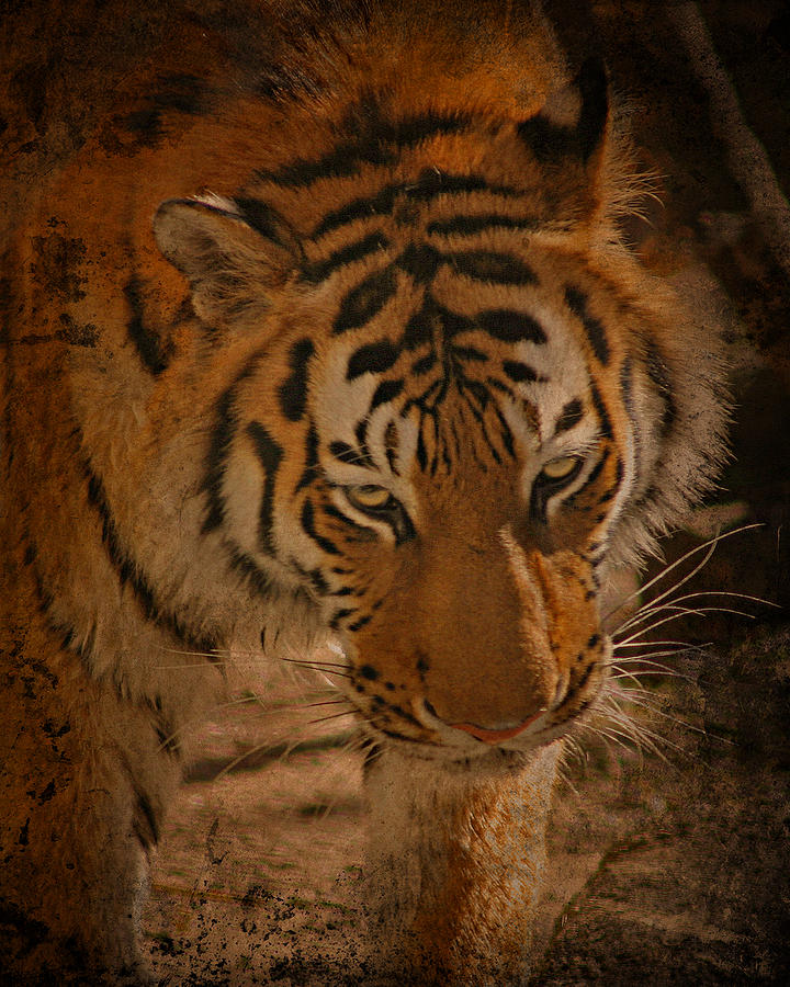 Tiger Art Photograph by Cindy Haggerty
