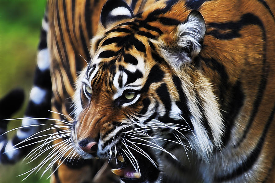 Tiger Art Photograph by Steve McKinzie