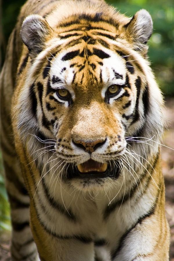 Tiger at Indianapolis Zoo Photograph by Gregory Byerline