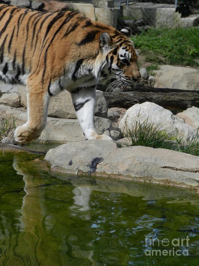 Tiger At The Pond Photograph