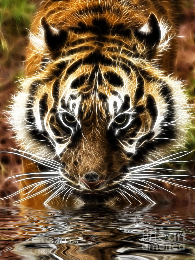 Tiger at the waters edge Photograph by Steev Stamford