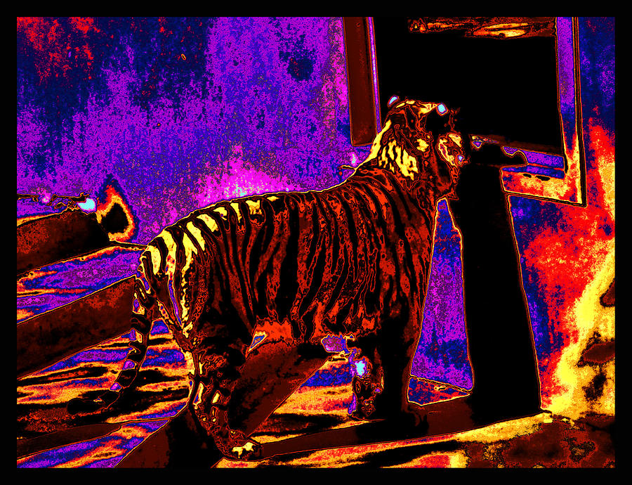 Albuquerque Photograph - Tiger At the Window As I Slept Inside A Dream by Susanne Still