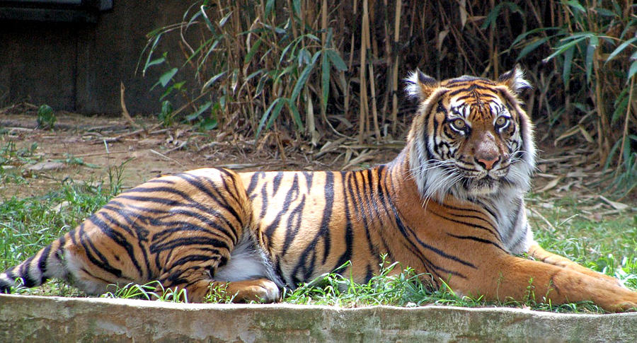 tiger at Washington DC zoo resting Photograph by Daniel Crafton - Pixels