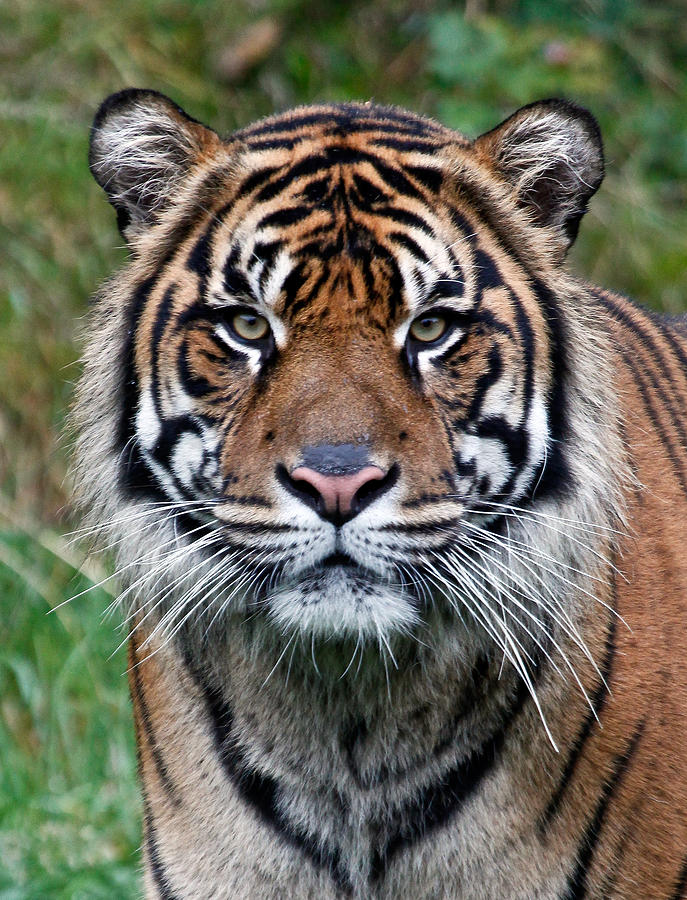 Tiger Stripes #1 Photograph by Athena Mckinzie