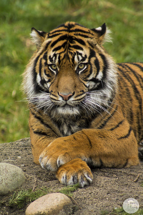 Tiger Photograph by Audrey Elisabeth - Fine Art America