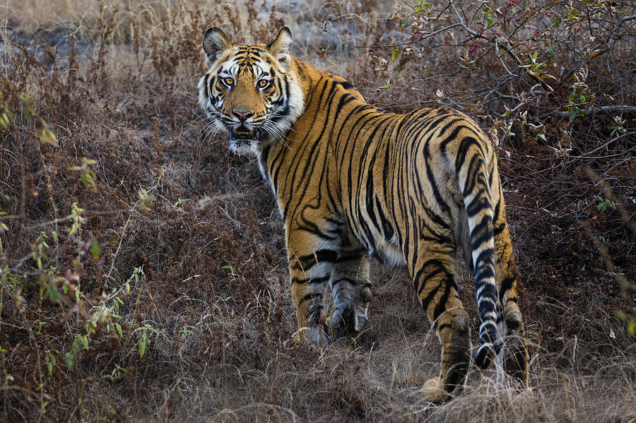 Tiger, Bandhavgarh National Park, India Photograph by Art Wolfe - Fine ...