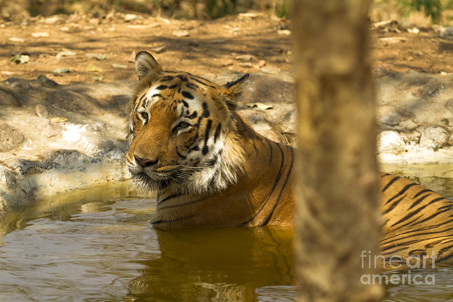 Tiger Bathing in a pool Photograph by James L Davidson