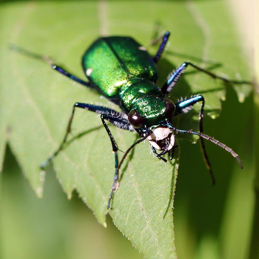 Tiger Beetle Photograph by Bradley Bott - Fine Art America