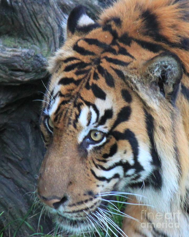 Tiger Photograph by Bev Conover