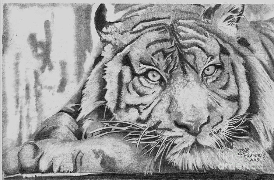 Tiger Drawing by Bill Richards