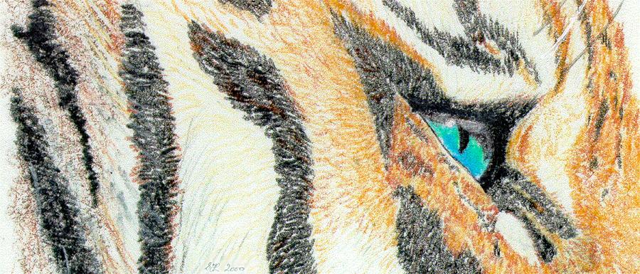Tiger Blue Drawing by Stephanie Grant