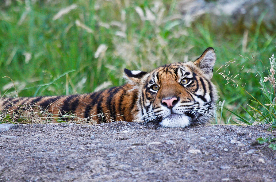 Tiger Boredom Photograph by Athena Mckinzie