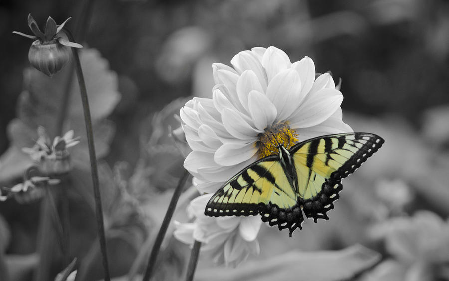 Tiger Butterfly Photograph by GeeLeesa Productions