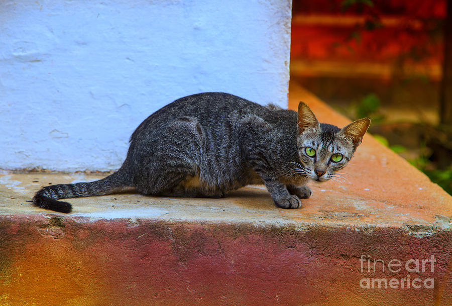 Architecture Photograph - Tiger cat with luminous eyes by Gina Koch
