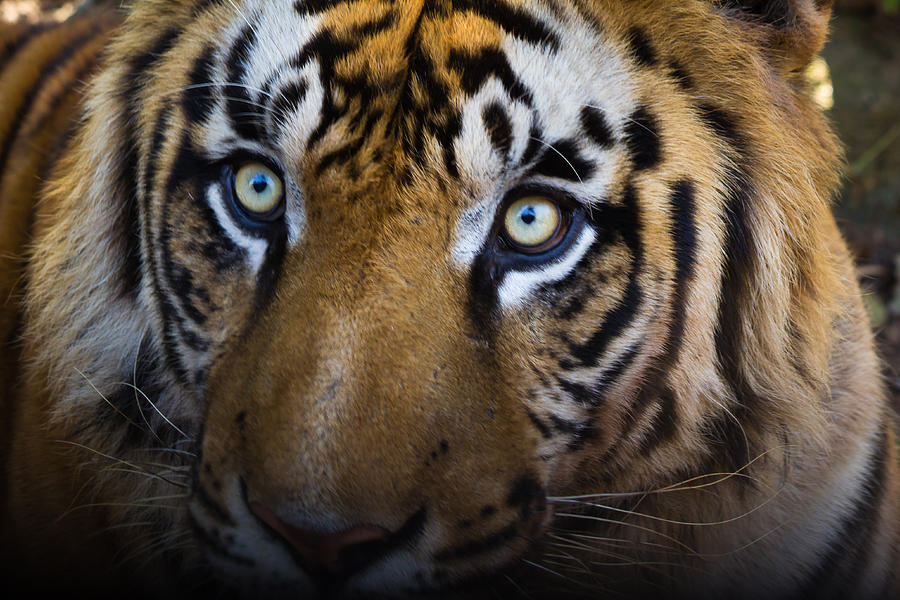 Tiger close-up Photograph by SAURAVphoto Online Store