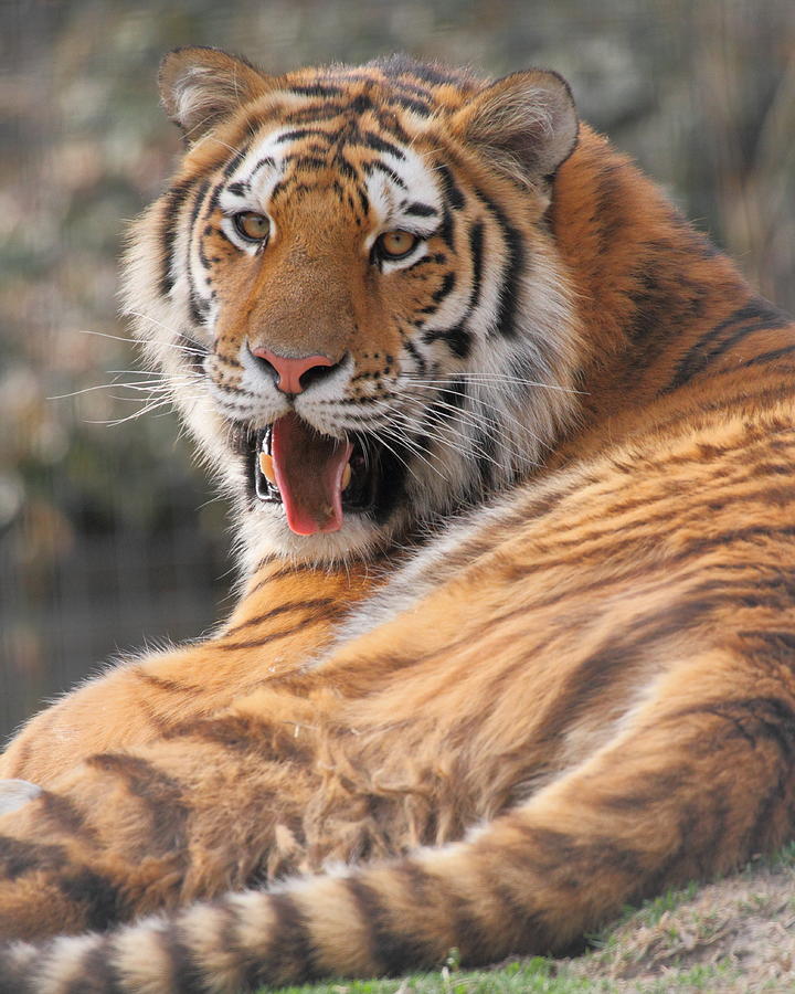 Tiger Photograph by Coby Cooper