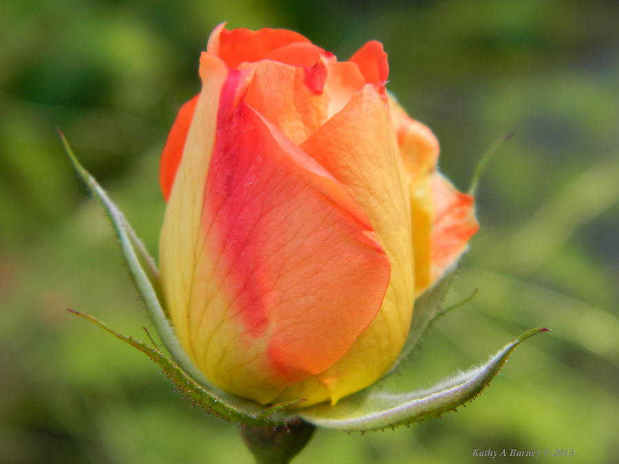 Tiger-colored Tea Rose Bud Photograph by Kathy Barney