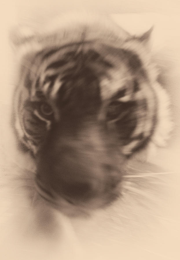 Tiger Coming for You Photograph by Leah Palmer