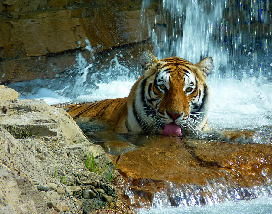 Tiger Cool Aid Photograph by Susan Duda