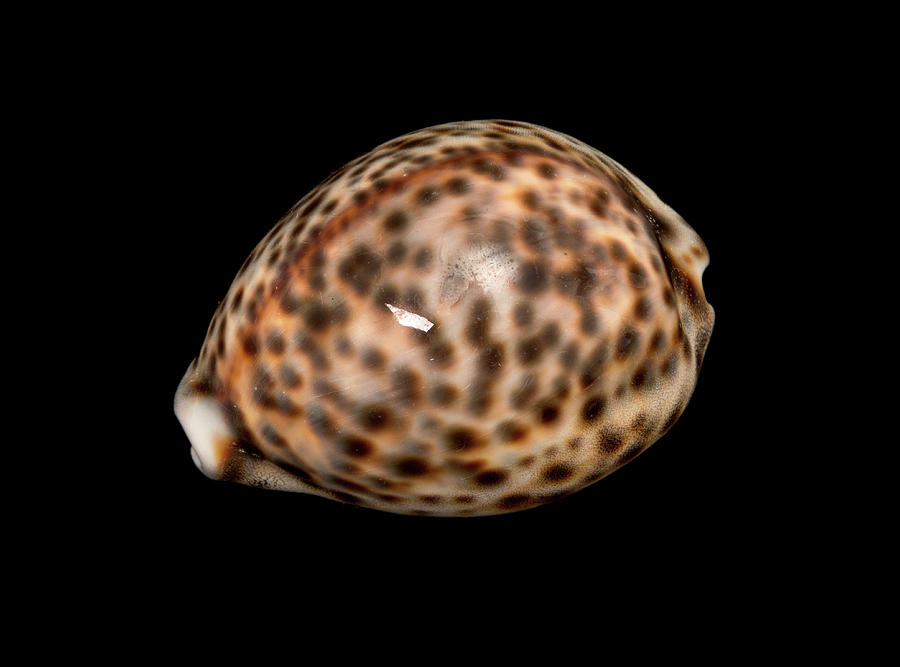 Animal Photograph - Tiger Cowrie by Natural History Museum, London