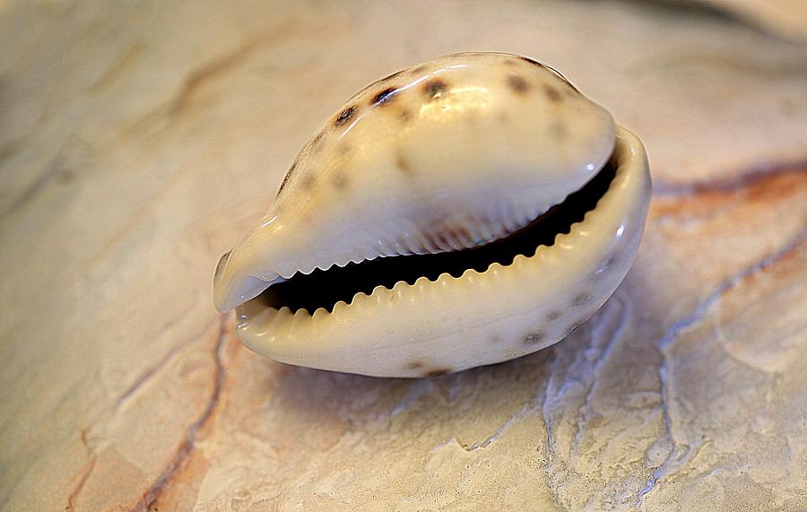 Seashell Photograph - Tiger Cowrie by Shirley Sirois